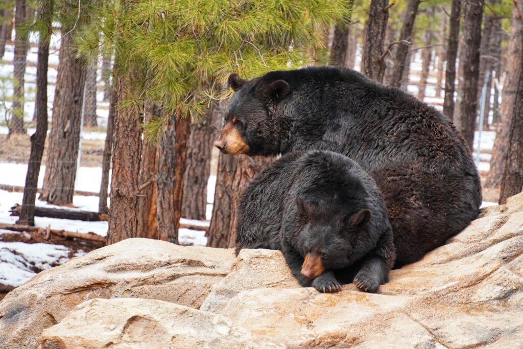 Osos negros